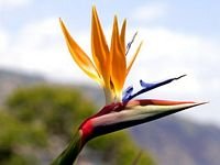 pic for Bird of paradise